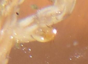 Réf. 247 409 : Dasyhelea sp.